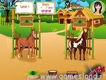 Horse Care Apprenticeship
