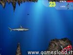 Lost Shark